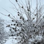 kapadokya beyaz ortu ile kaplandi 526423beffd9