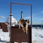 mehmetcikten derin karda kopekli arama egitimi c67576a948b8