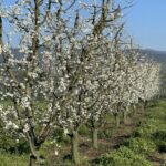 meyve agaclari cicek acti ciftci zirai dondan endiseli 0510e24e6d56