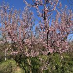 meyve agaclari cicek acti ciftci zirai dondan endiseli 1cf77e80b940