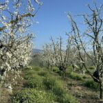 meyve agaclari cicek acti ciftci zirai dondan endiseli 289db9ad3285