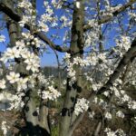 meyve agaclari cicek acti ciftci zirai dondan endiseli 303b9f5ed76b