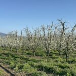 meyve agaclari cicek acti ciftci zirai dondan endiseli 51d5265d9723