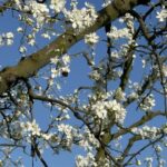 meyve agaclari cicek acti ciftci zirai dondan endiseli 5fecc4c7c27d