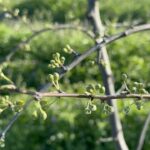 meyve agaclari cicek acti ciftci zirai dondan endiseli e0503f02da55