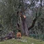 mugla valiliginden milastaki zeytin agaci kesimine sorusturma 77e2cee30490