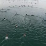 nazik golunun buz tabakasi cozuldu yabani ordekler suya dondu 1f7d57859090