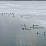 nazik golunun buz tabakasi cozuldu yabani ordekler suya dondu fe1e2145f616