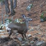 Ormanda dolaşan karaca fotokapanla görüntülendi 3 ormanda dolasan karaca fotokapanla goruntulendi 3a36976e7bce