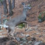 Ormanda dolaşan karaca fotokapanla görüntülendi 4 ormanda dolasan karaca fotokapanla goruntulendi 7d7661a537a0