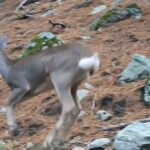 Ormanda dolaşan karaca fotokapanla görüntülendi 2 ormanda dolasan karaca fotokapanla goruntulendi 9586524a241d