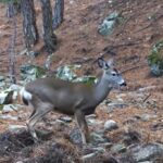 Ormanda dolaşan karaca fotokapanla görüntülendi 5 ormanda dolasan karaca fotokapanla goruntulendi d3ae40792422