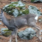 Ormanda dolaşan karaca fotokapanla görüntülendi 1 ormanda dolasan karaca fotokapanla goruntulendi f6df502629cc