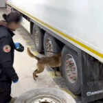 tirin stepnesinde 225 kilo skunk ele gecirildi 2f7f4e76c64b