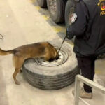 tirin stepnesinde 225 kilo skunk ele gecirildi c99a842fc320