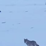 yalnizcam daglarinda 3 ayakli kurdun yasam mucadelesi 2b13b8ab0628