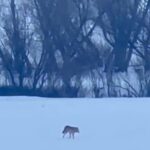 yalnizcam daglarinda 3 ayakli kurdun yasam mucadelesi 659e0ffa954a