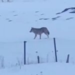 yalnizcam daglarinda 3 ayakli kurdun yasam mucadelesi 9c483f4eebb7