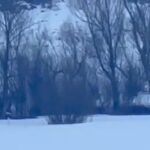 yalnizcam daglarinda 3 ayakli kurdun yasam mucadelesi b0b8a5420872