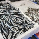 zonguldakta balik sezonu kotu geciyor 913039984a24