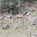 10 yaban ordegi ve tilki tedavileri sonrasi dogaya birakildi 22841111562b