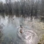 10 yaban ordegi ve tilki tedavileri sonrasi dogaya birakildi 7654caf125d2