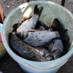 adanada av yasaginin basladigi gun oltacilarin koprudeki yogunlugu galatayi andirdi 5f8bf39fae97