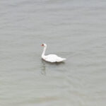 ankarada tedavi edilen kugu edirnede dogaya birakildi 19530f6e5af3