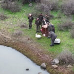ankarada tedavi edilen kugu edirnede dogaya birakildi e8e63e06d92a