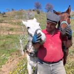 aydinda gunluk 8 bin tlye at ile cift surecek isci bulunamiyor 4956aac8bcc6