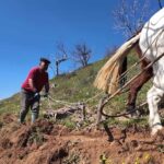 aydinda gunluk 8 bin tlye at ile cift surecek isci bulunamiyor 71d1a544f798