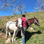 aydinda gunluk 8 bin tlye at ile cift surecek isci bulunamiyor 82b4a3c7c3ae