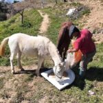 aydinda gunluk 8 bin tlye at ile cift surecek isci bulunamiyor 95ac9cc41cb3