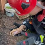 balikesirde sikistigi yerde mahsur kalan yavru kopek kurtarildi a15769ec5202