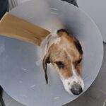 beyin kemigine kadar kanser yayilan kopek tedavi edildi 3f428dccab40