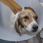 beyin kemigine kadar kanser yayilan kopek tedavi edildi 6b76953a5304