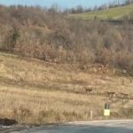 bursada geyik surusu yola indi suruculer sasirdi 07772a1eed1e