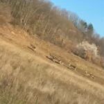 bursada geyik surusu yola indi suruculer sasirdi 500f548138a0