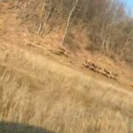 bursada geyik surusu yola indi suruculer sasirdi 644c591e6f83