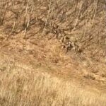 bursada geyik surusu yola indi suruculer sasirdi db84a45e93d1