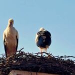 can ve canan leylek 2nci yillarinda da iznikteki yuvalarinda bulustu 0ba646c30638