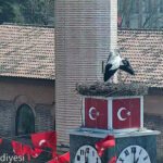 can ve canan leylek 2nci yillarinda da iznikteki yuvalarinda bulustu 216fd522dabe