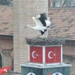 can ve canan leylek 2nci yillarinda da iznikteki yuvalarinda bulustu 6a2affa248b3