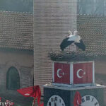 can ve canan leylek 2nci yillarinda da iznikteki yuvalarinda bulustu 940245e96cb1