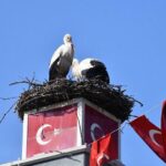 can ve canan leylek 2nci yillarinda da iznikteki yuvalarinda bulustu ad817fc2345c