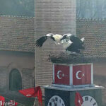 can ve canan leylek 2nci yillarinda da iznikteki yuvalarinda bulustu df522c34a8b8