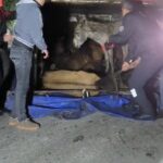 devrilen kamyonetin kasasindaki esekler yaralandi 306e857a0da2