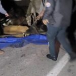 devrilen kamyonetin kasasindaki esekler yaralandi b0aa85350b31