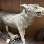 Doldurulmuş hayvan koleksiyonu, müzede korunuyor 4 doldurulmus hayvan koleksiyonu muzede korunuyor 0709ea918e8f