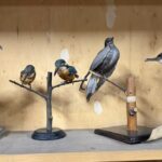 Doldurulmuş hayvan koleksiyonu, müzede korunuyor 2 doldurulmus hayvan koleksiyonu muzede korunuyor 0af29dde1d2e